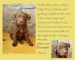 A cute dog can send a very tempting message. But don't buy it!