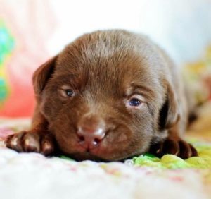 Take unwanted animals to an animal shelter.
