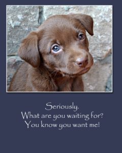 Take unwanted animals to an animal shelter. they can find good homes!